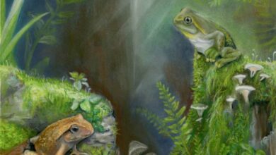 An artist’s reconstruction of Litoria tylerantiqua (right) and the previously-described species Platyplectrum casca (left) from Murgon, south-eastern Queensland. Image: Samantha Yabsley, https://www.instagram.com/s.h.y_art.