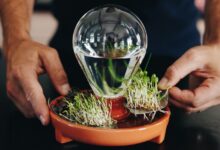 Design sustentável: 5 passos para cultivar microgreens em casa