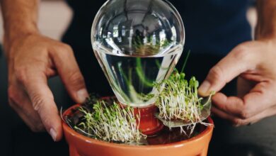 Design sustentável: 5 passos para cultivar microgreens em casa
