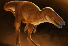 New Species of Tyrannosauroid Dinosaur Discovered in Mongolia