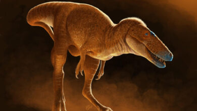 New Species of Tyrannosauroid Dinosaur Discovered in Mongolia