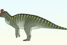 New Duckbilled Dinosaur Species Discovered: Taleta taleta
