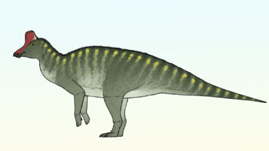New Duckbilled Dinosaur Species Discovered: Taleta taleta