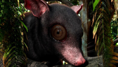 New Species of Metatherian Mammal Unearthed in Texas