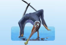 New Pterosaur Species Unearthed in Germany