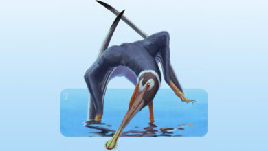 New Pterosaur Species Unearthed in Germany