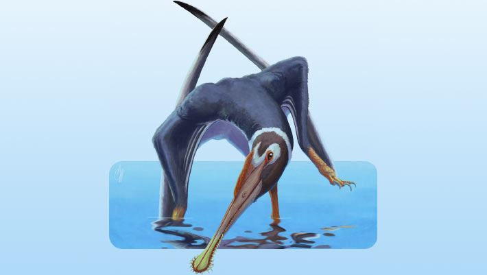 New Pterosaur Species Unearthed in Germany