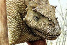New Species of Permian Herbivorous Tetrapod Identified in China