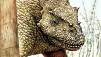 New Species of Permian Herbivorous Tetrapod Identified in China