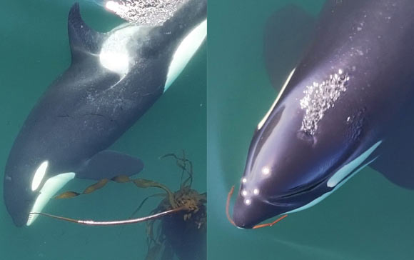 Allokelping in southern resident killer whales (Orcinus orca ater). Image credit: Weiss et al., doi: 10.1016/j.cub.2025.04.021.