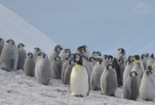 Satélites mostram queda na população de pinguins imperadores