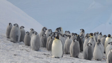 Satélites mostram queda na população de pinguins imperadores