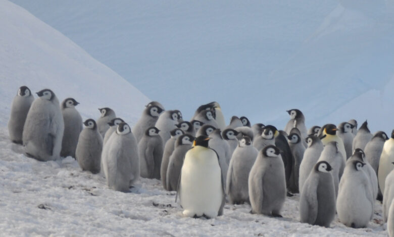 Satélites mostram queda na população de pinguins imperadores