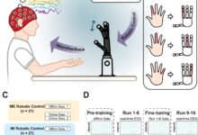 Rede neural melhora controle de mão robótica em níveis de dedo