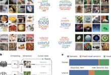 Redes neurais e humanos interpretam objetos de formas distintas