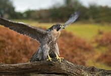 Stealth Falcon APT explora zero-day da Microsoft