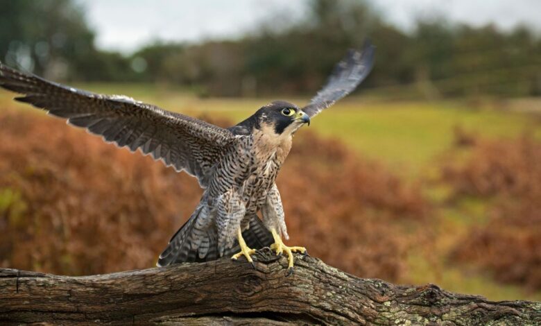 Stealth Falcon APT explora zero-day da Microsoft