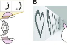Machine learning aprende com comportamentos de camundongos