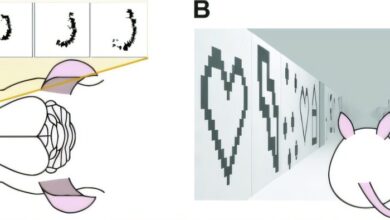 Machine learning aprende com comportamentos de camundongos