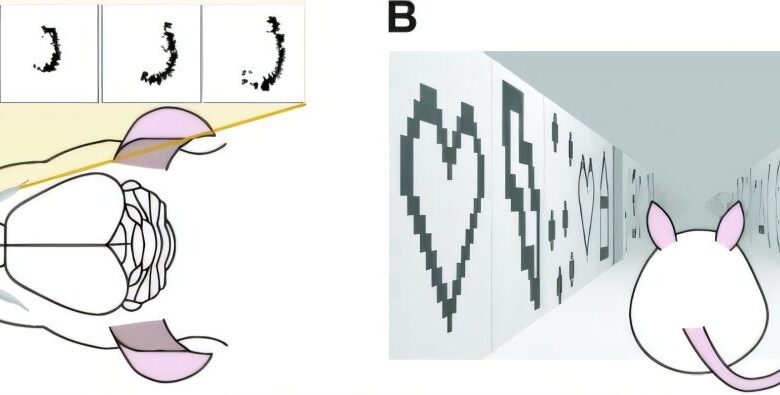 Machine learning aprende com comportamentos de camundongos