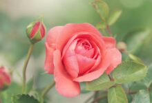 Redes neurais não compreendem flores como humanos