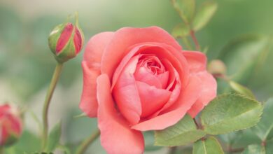 Redes neurais não compreendem flores como humanos