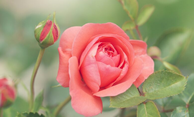 Redes neurais não compreendem flores como humanos