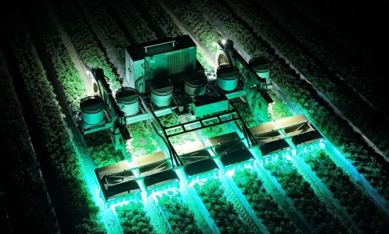 TRIC Robotics reduz uso de pesticidas em morangos com UV