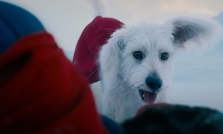 Superman promove concurso de cães parecidos com Krypto