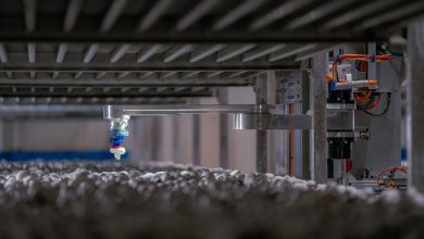 4AG Robotics lança robôs para colheita de cogumelos