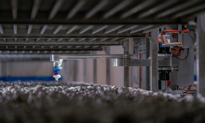 4AG Robotics lança robôs para colheita de cogumelos