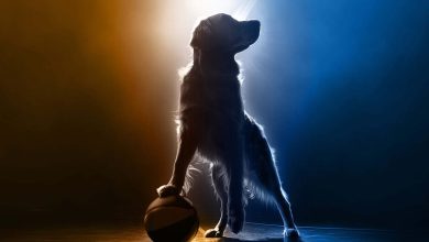 Air Bud 15 chega e promete agitar a cultura geek