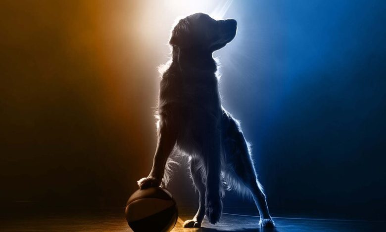 Air Bud 15 chega e promete agitar a cultura geek