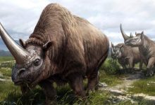 Ancient Protein Analysis Sheds New Light on Rhino Family Tree