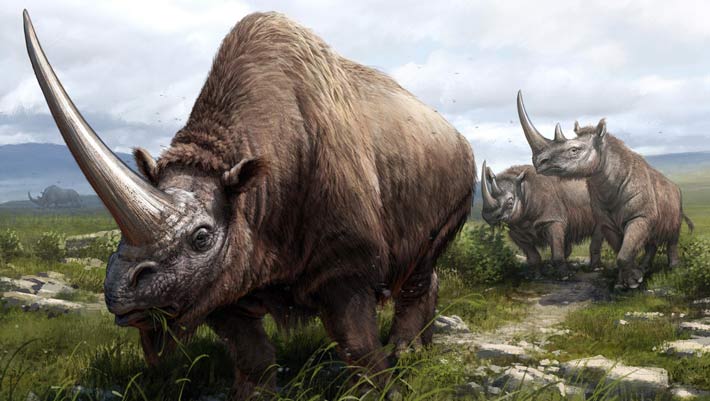 Ancient Protein Analysis Sheds New Light on Rhino Family Tree