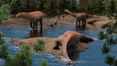 95-Million-Year-Old Plant-Eating Dinosaur Discovered in Argentina