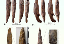 The wooden tools found at the site of Gantangqing in China. Image credit: Liu et al., doi: 10.1126/science.adr8540.