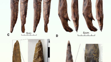 The wooden tools found at the site of Gantangqing in China. Image credit: Liu et al., doi: 10.1126/science.adr8540.
