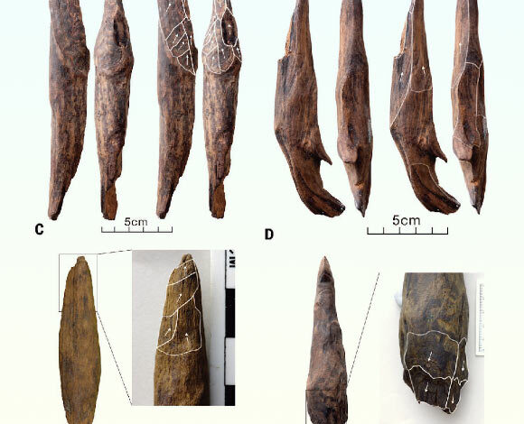 The wooden tools found at the site of Gantangqing in China. Image credit: Liu et al., doi: 10.1126/science.adr8540.