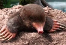 3.25-Million-Year-Old Fossil Identified as New Mole Species