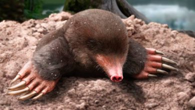 3.25-Million-Year-Old Fossil Identified as New Mole Species