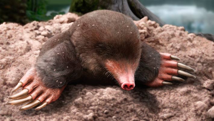 3.25-Million-Year-Old Fossil Identified as New Mole Species