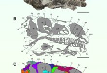 Articulated skull of the new massopodan sauropodomorph dinosaur in right lateral view. Scale bars - 5 cm. Image credit: Lania et al., doi: 10.1186/s13358-025-00373-6.