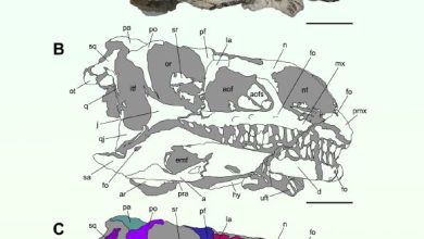 Articulated skull of the new massopodan sauropodomorph dinosaur in right lateral view. Scale bars - 5 cm. Image credit: Lania et al., doi: 10.1186/s13358-025-00373-6.