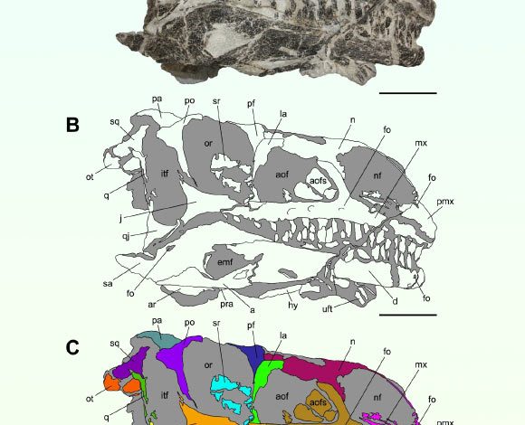 Articulated skull of the new massopodan sauropodomorph dinosaur in right lateral view. Scale bars - 5 cm. Image credit: Lania et al., doi: 10.1186/s13358-025-00373-6.