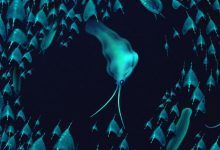 Life reconstruction of Nektognathus evasmithae. Image credit: Bob Nicholls.