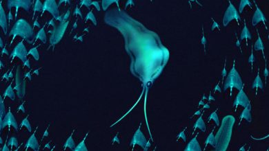 Life reconstruction of Nektognathus evasmithae. Image credit: Bob Nicholls.