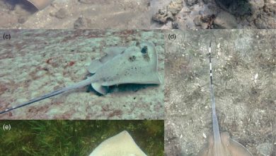 Live coloration of Neotrygon romeoi from around Fiji. Image credit: Glaus et al., doi: 10.1111/jfb.70094.