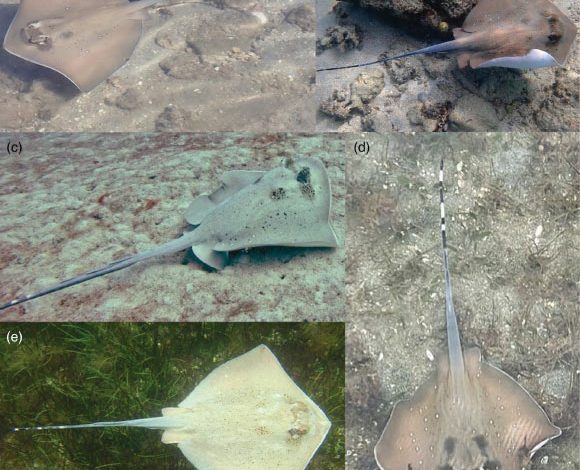 Live coloration of Neotrygon romeoi from around Fiji. Image credit: Glaus et al., doi: 10.1111/jfb.70094.