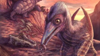Unusual Bonebed in Arizona Reveals North America’s Earliest-Known Pterosaur